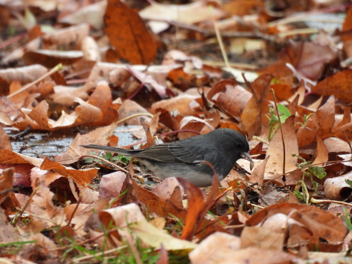 Dark-eyed Junco - ML645893461