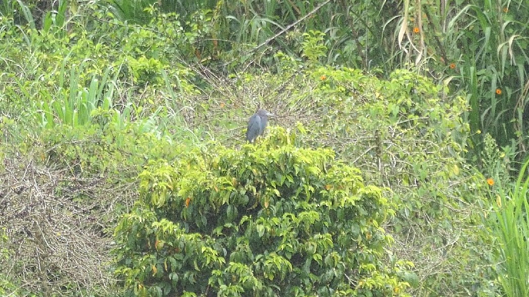 Little Blue Heron - ML645893463