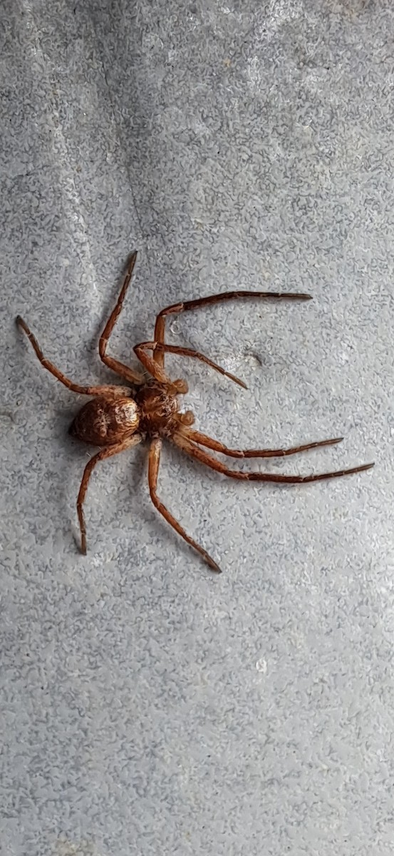 Animals - ML645893464