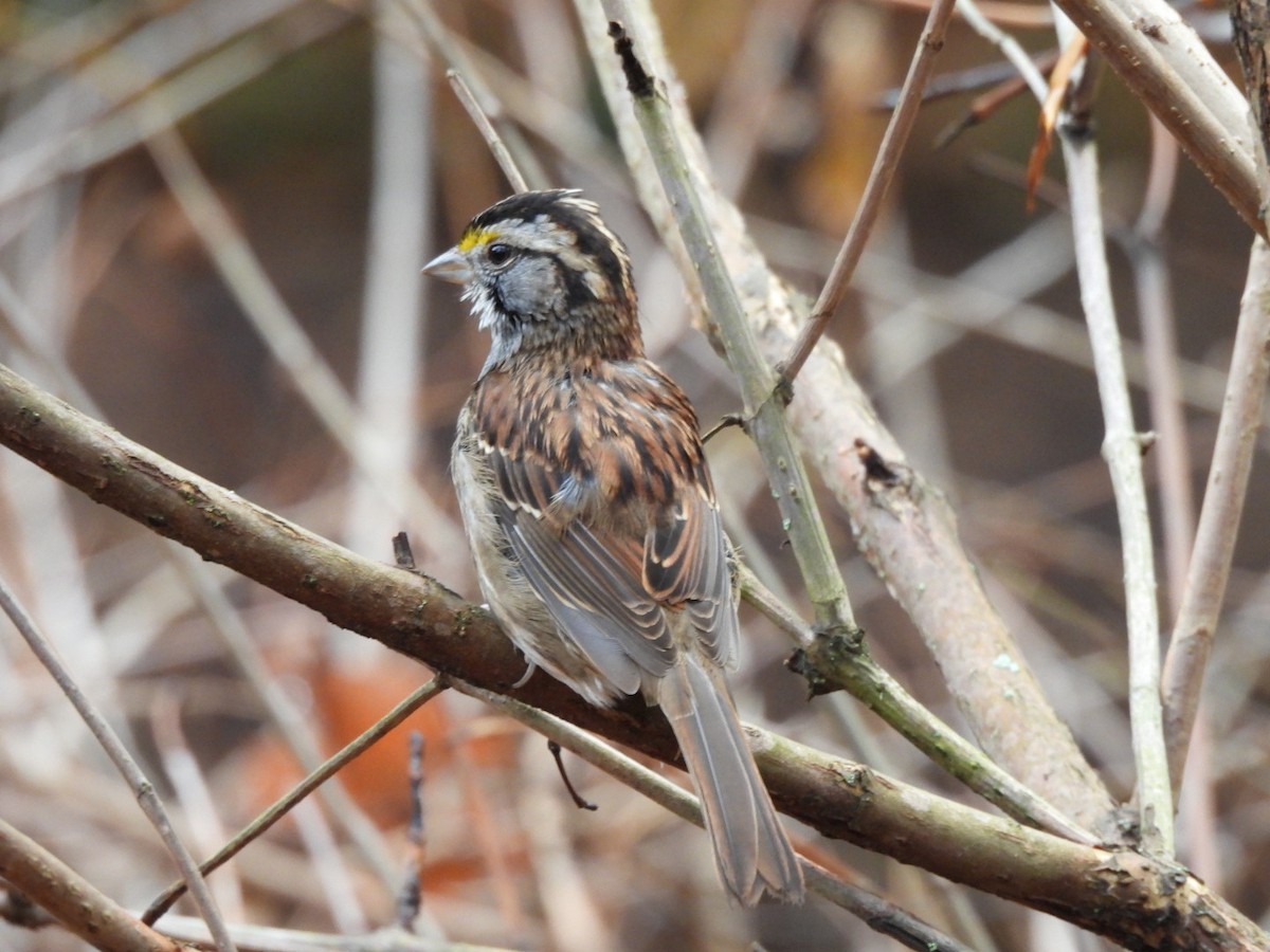 White-throated Sparrow - ML645893466