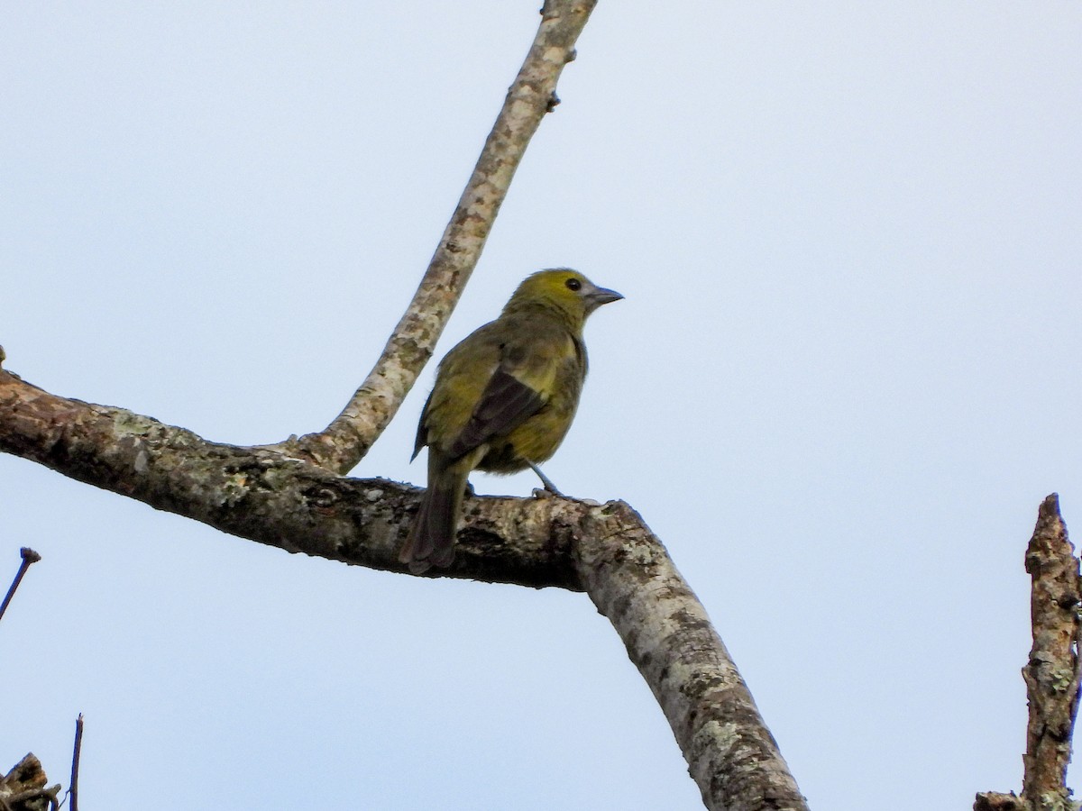 palmetanagar - ML645893467