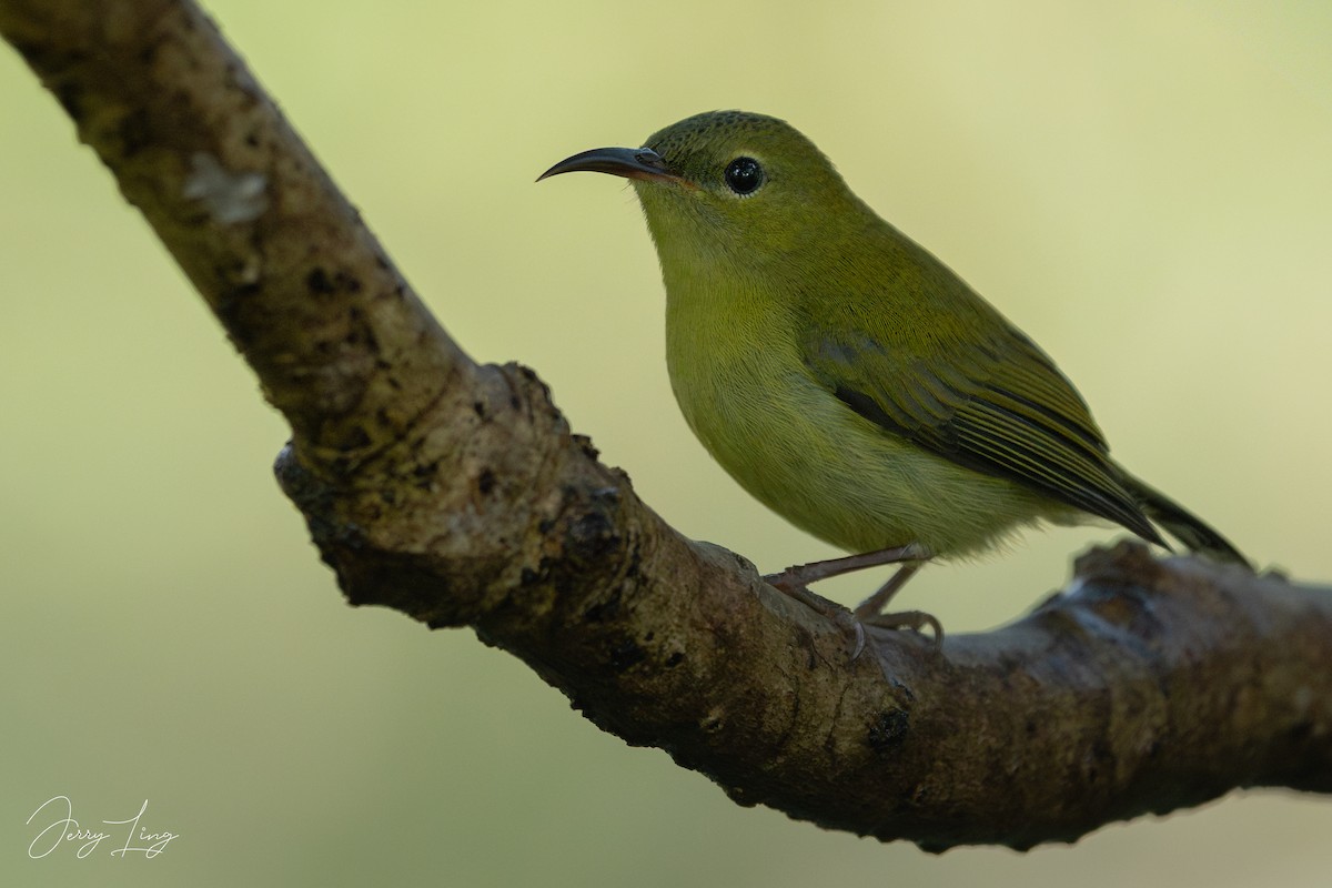 エンビタイヨウチョウ - ML645893471