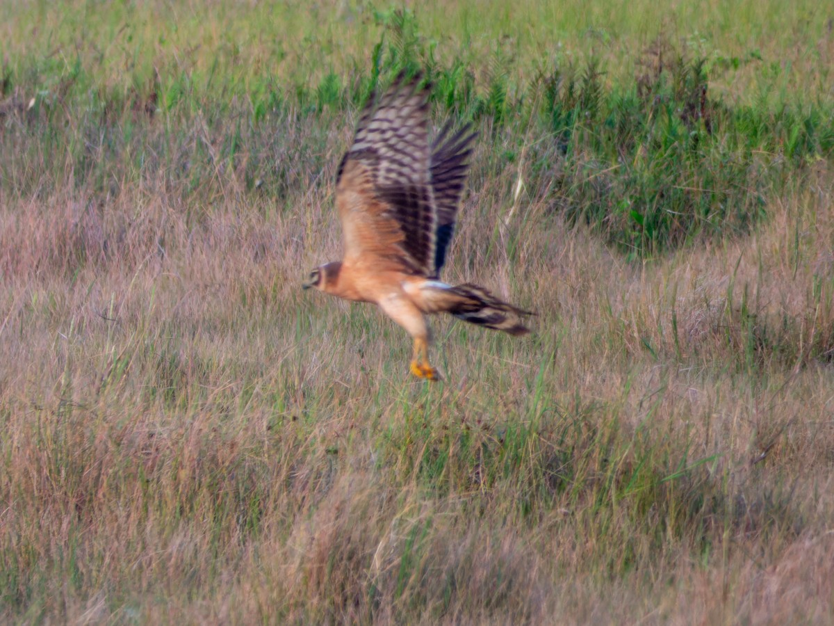 Pallid Harrier - ML645893473