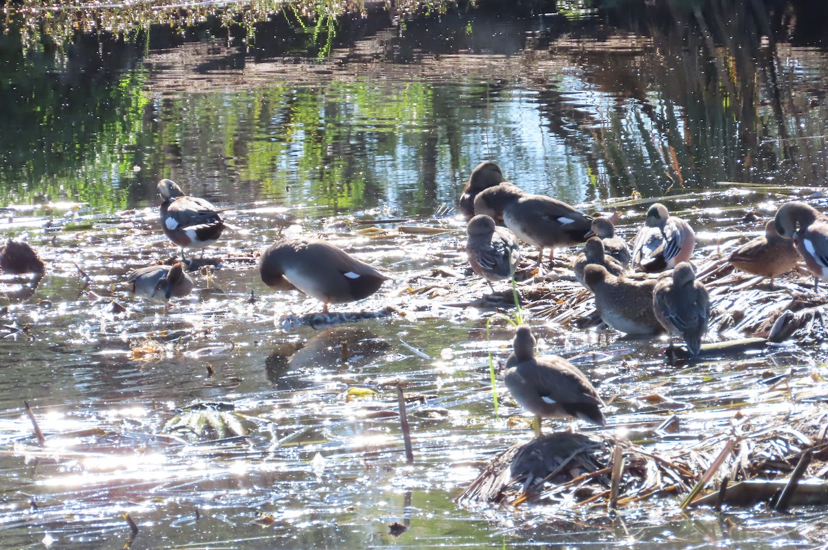 オカヨシガモ - ML645893476