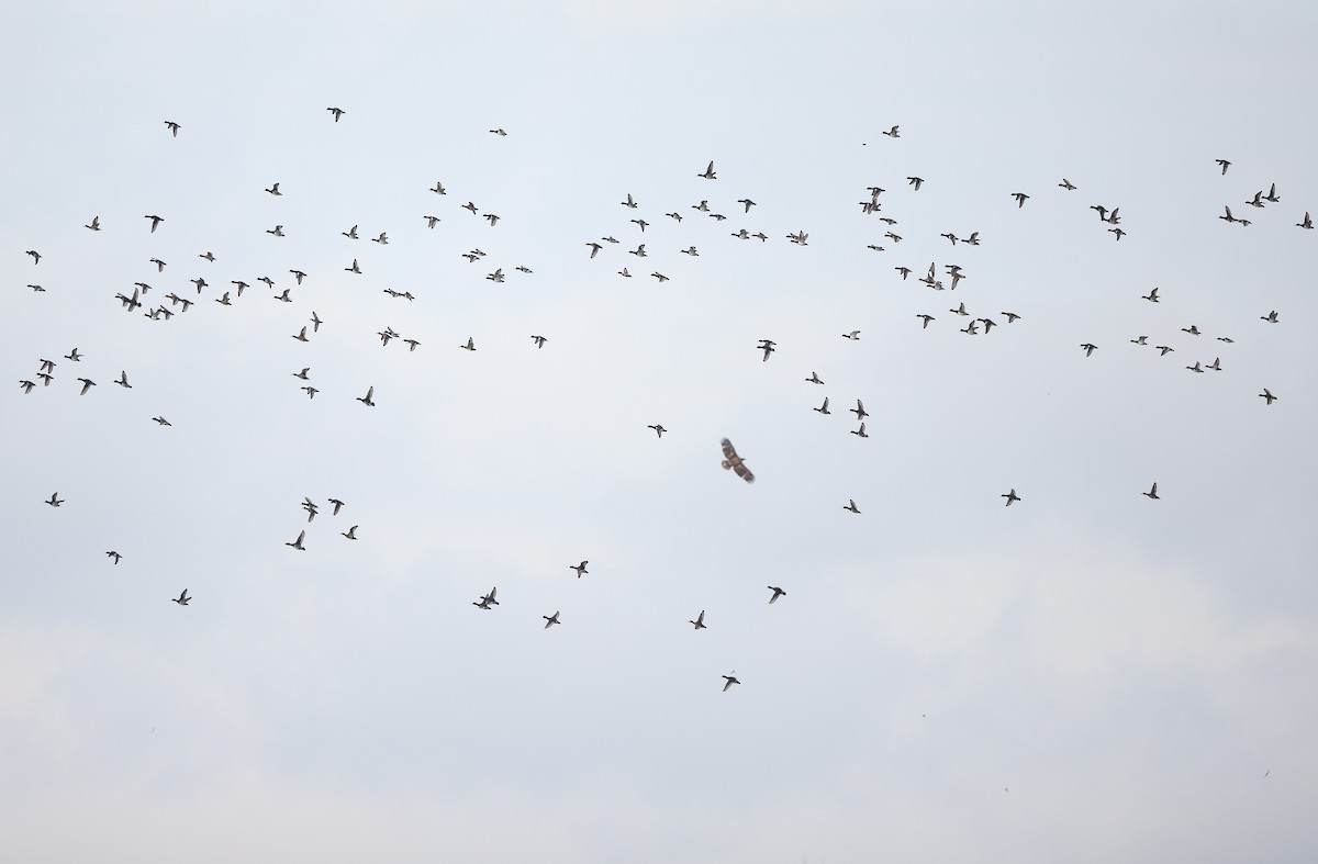 環頸潛鴨 - ML645893477