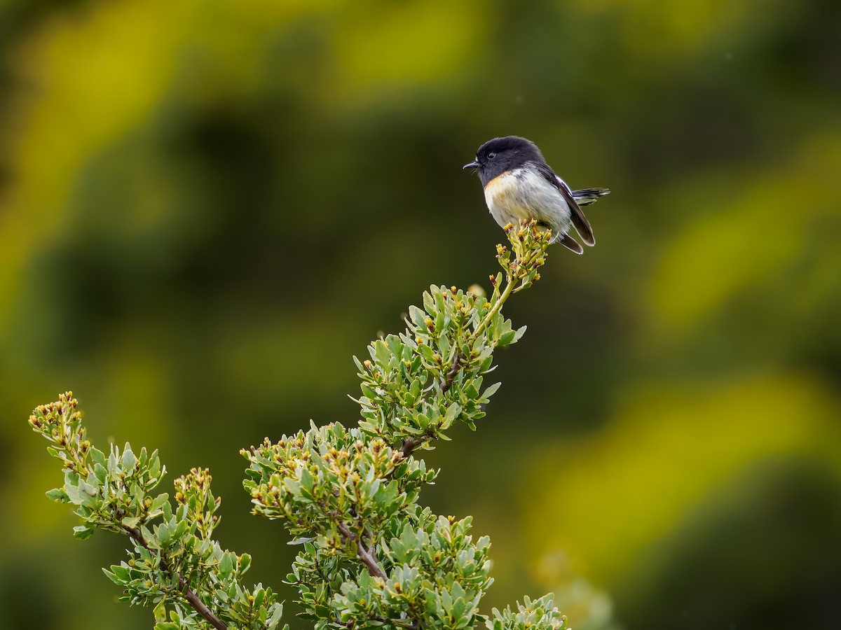 maoriflueskvett (macrocephala gr.) - ML645893479