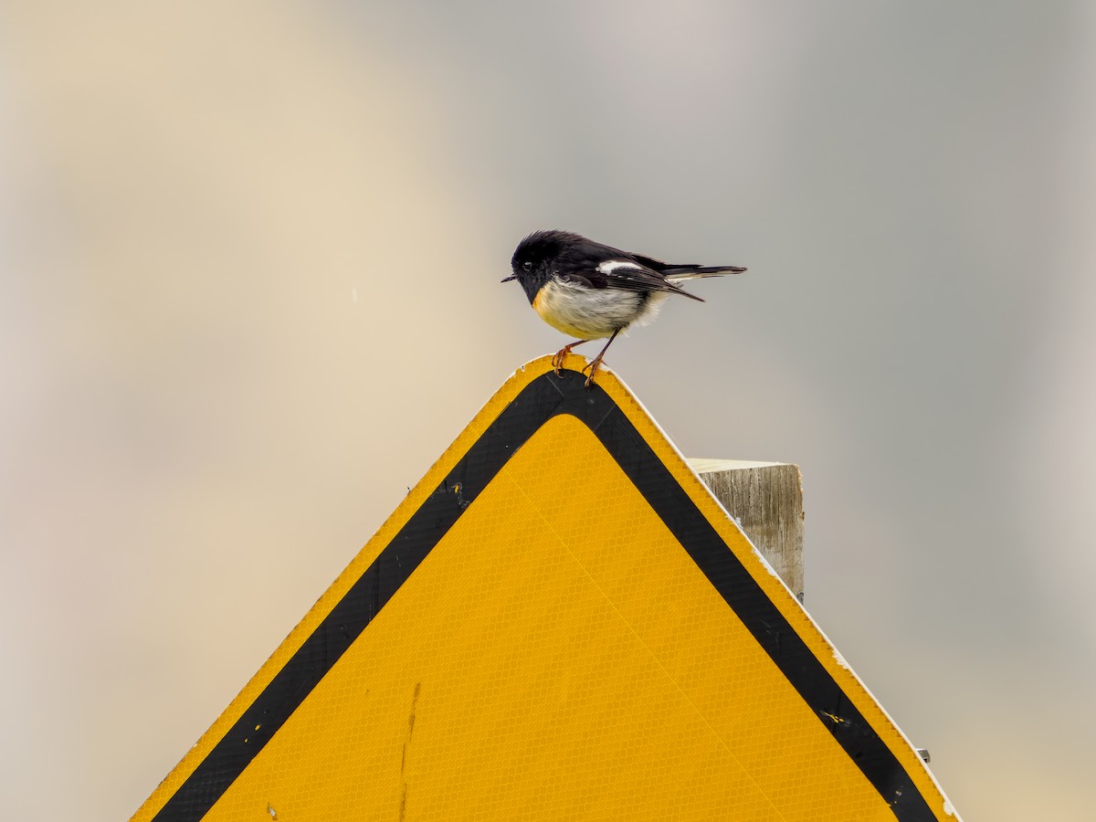 maoriflueskvett (macrocephala gr.) - ML645893480