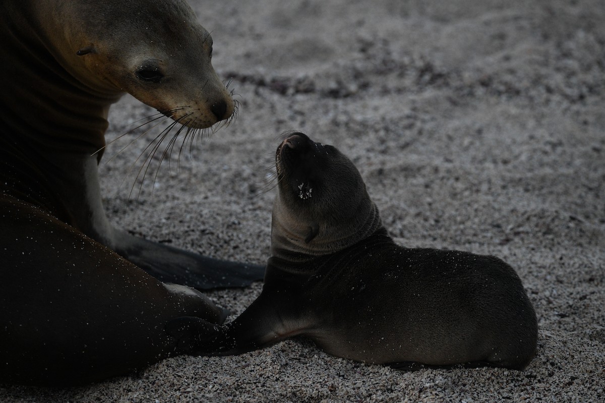 Galápagos Sea Lion - ML645893482