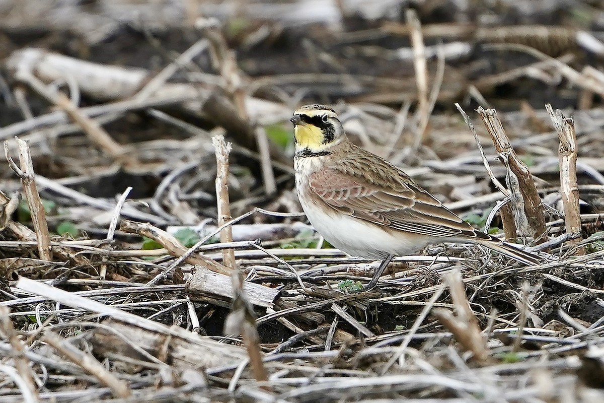 Жайворонок рогатий - ML645893489