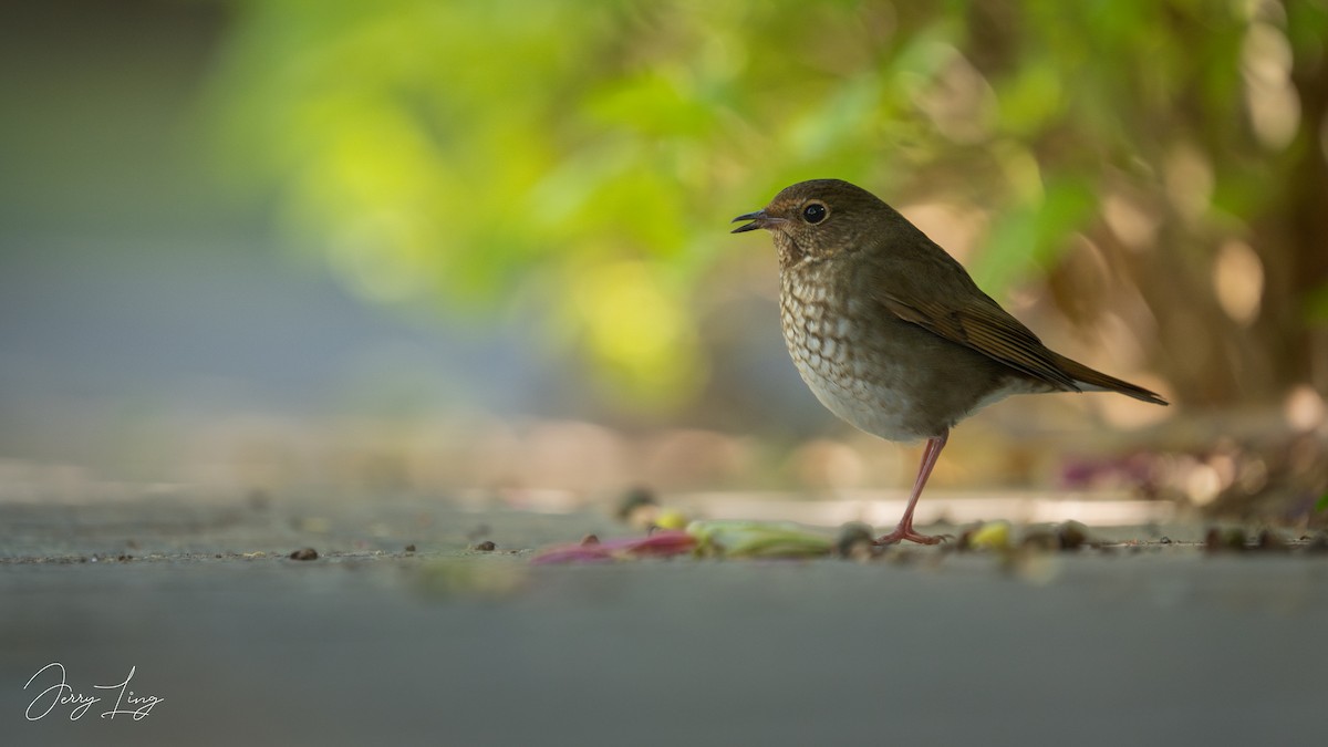 シマゴマ - ML645893491