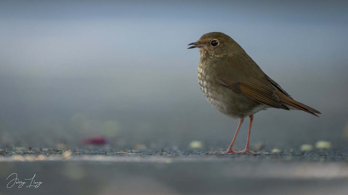 シマゴマ - ML645893492