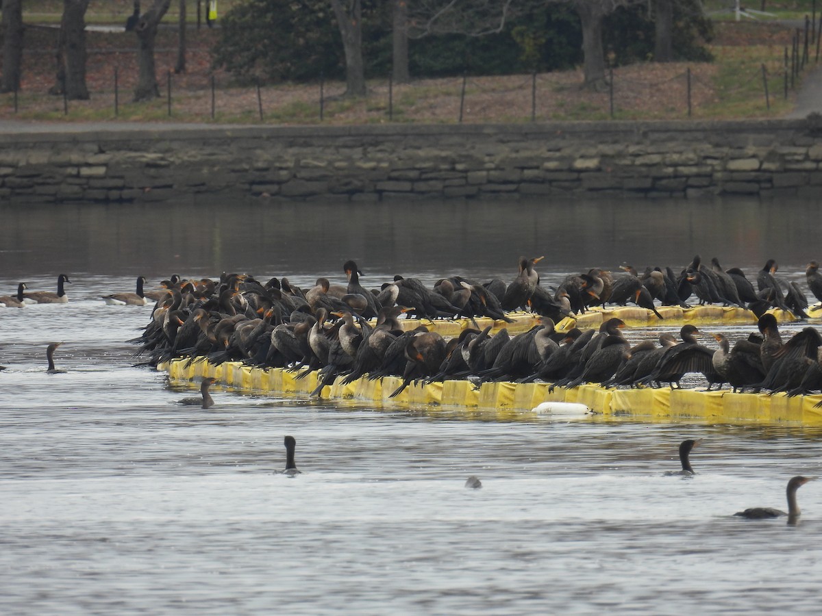 Double-crested Cormorant - ML645893496