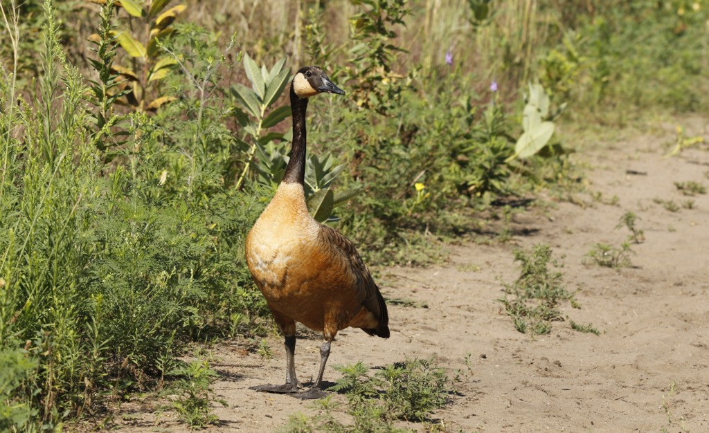 Bernache du Canada - ML645893498