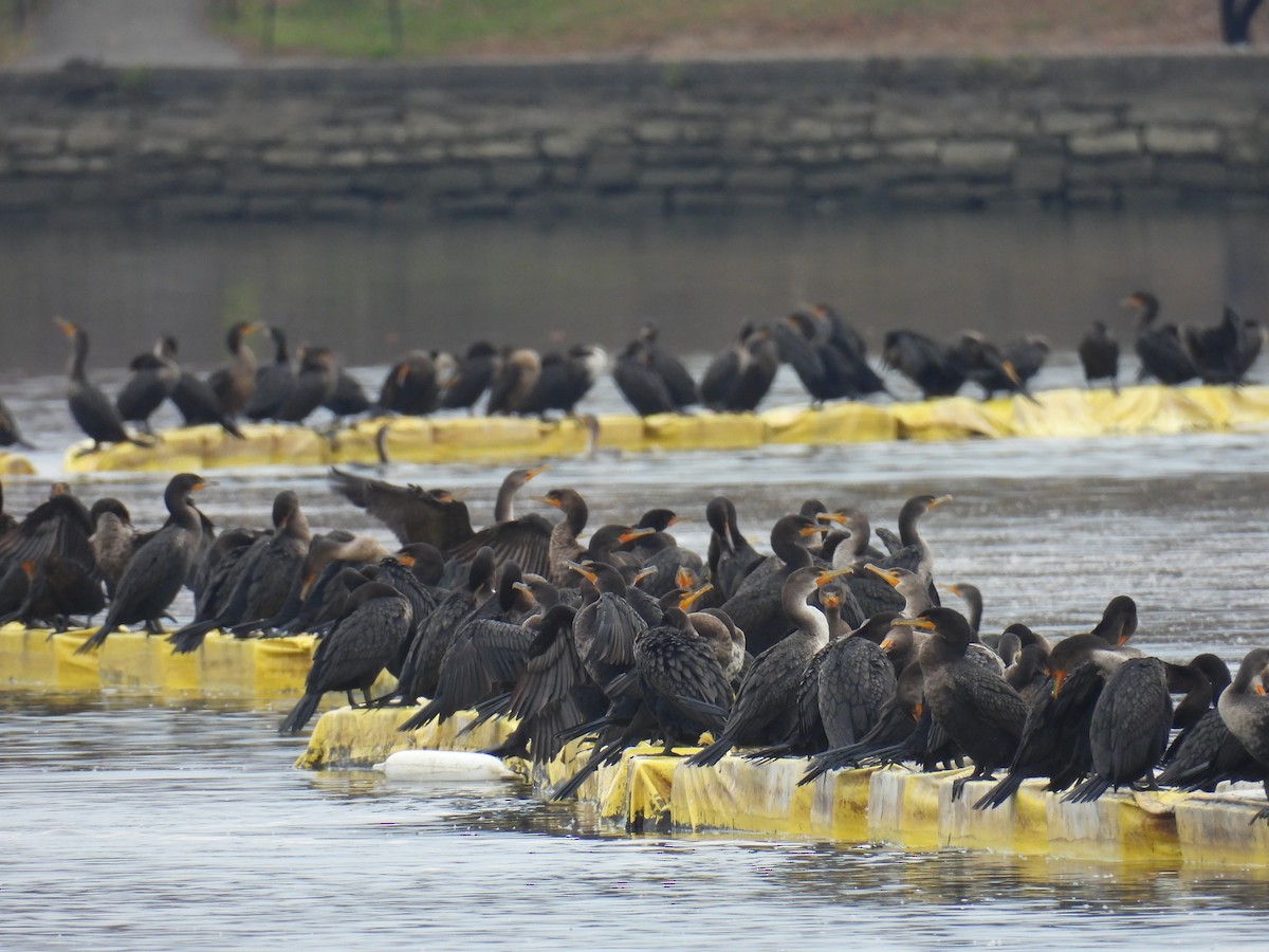 Double-crested Cormorant - ML645893499