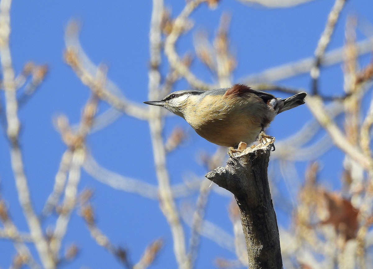 Garrapo eurasiarra - ML645893501