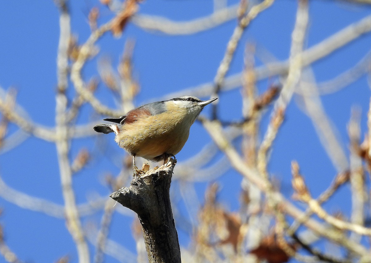 Garrapo eurasiarra - ML645893503