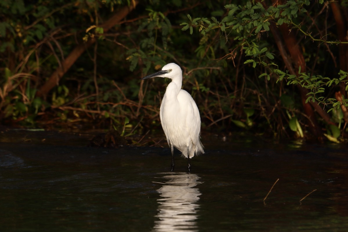 Koartzatxo txikia - ML645893504