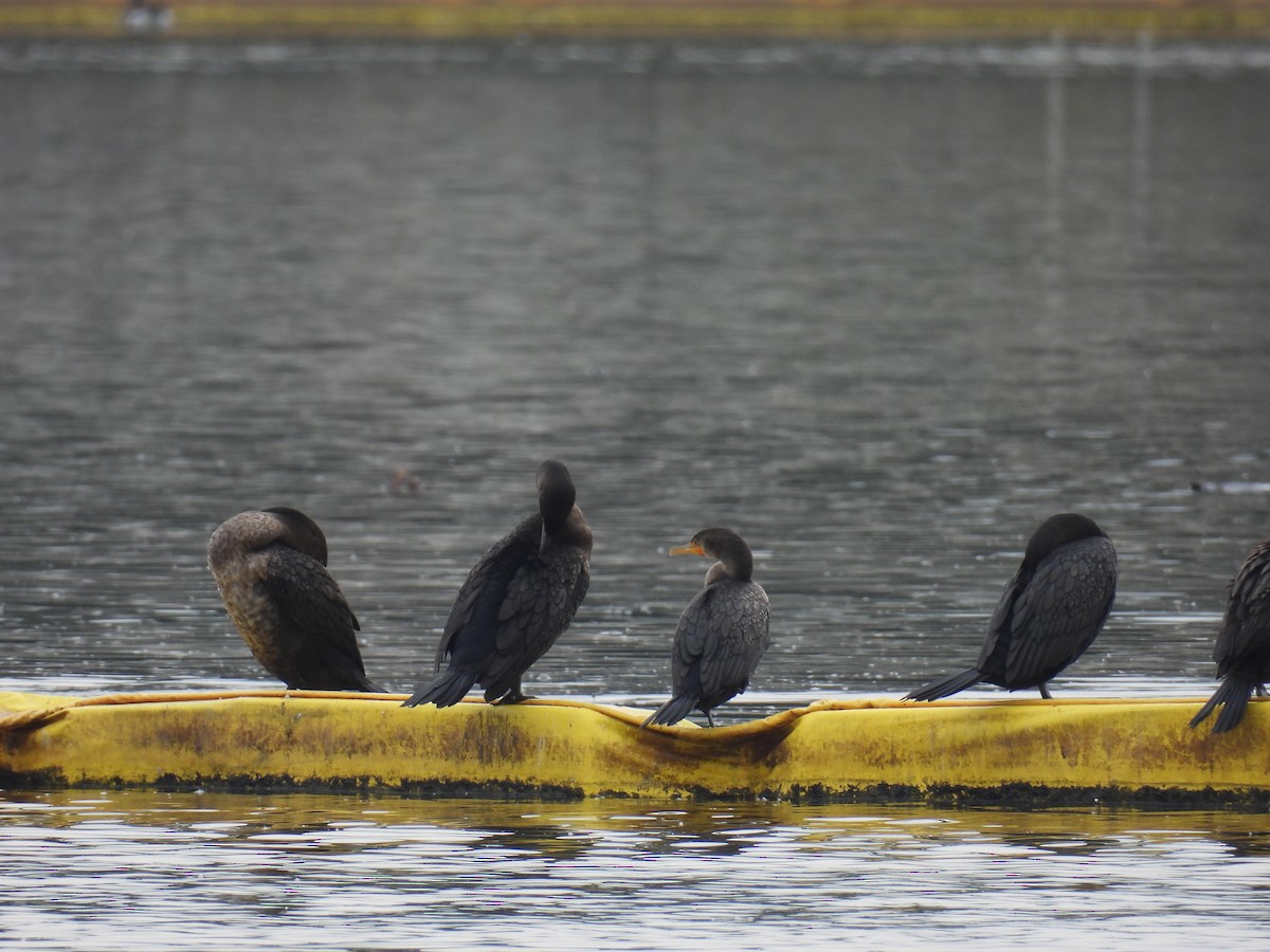 Double-crested Cormorant - ML645893505