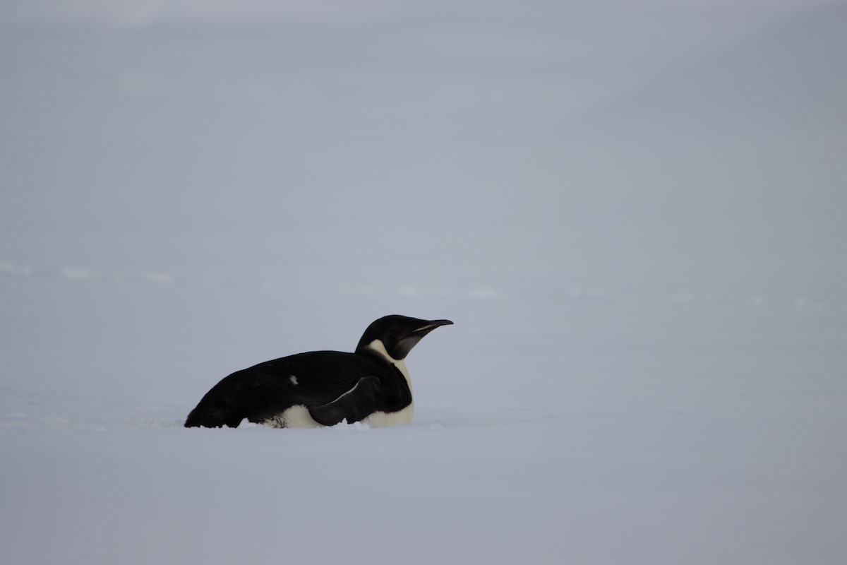 Emperor Penguin - ML645893513