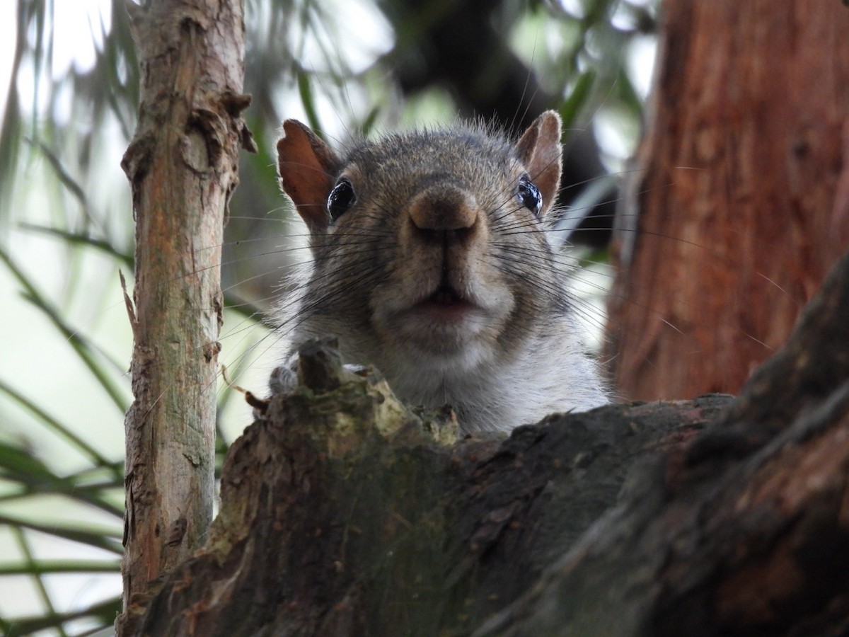 Animals - ML645893518