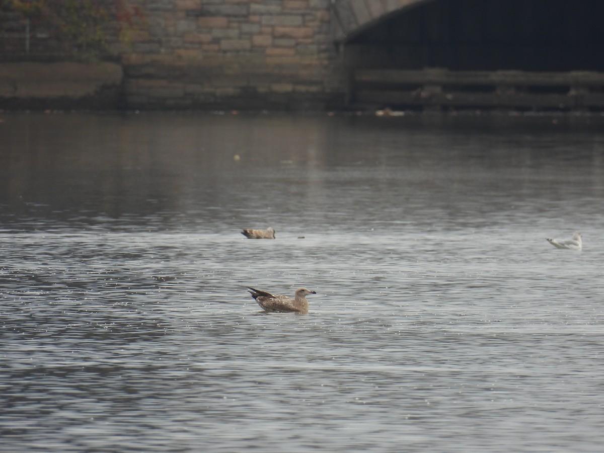 American Herring Gull - ML645893519