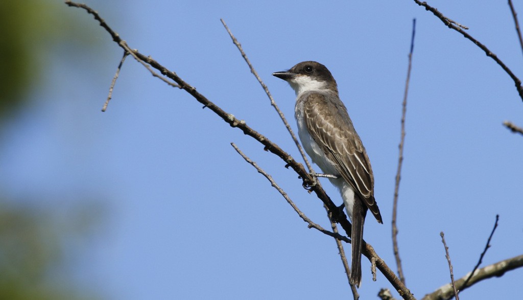 Tirano Oriental - ML645893523