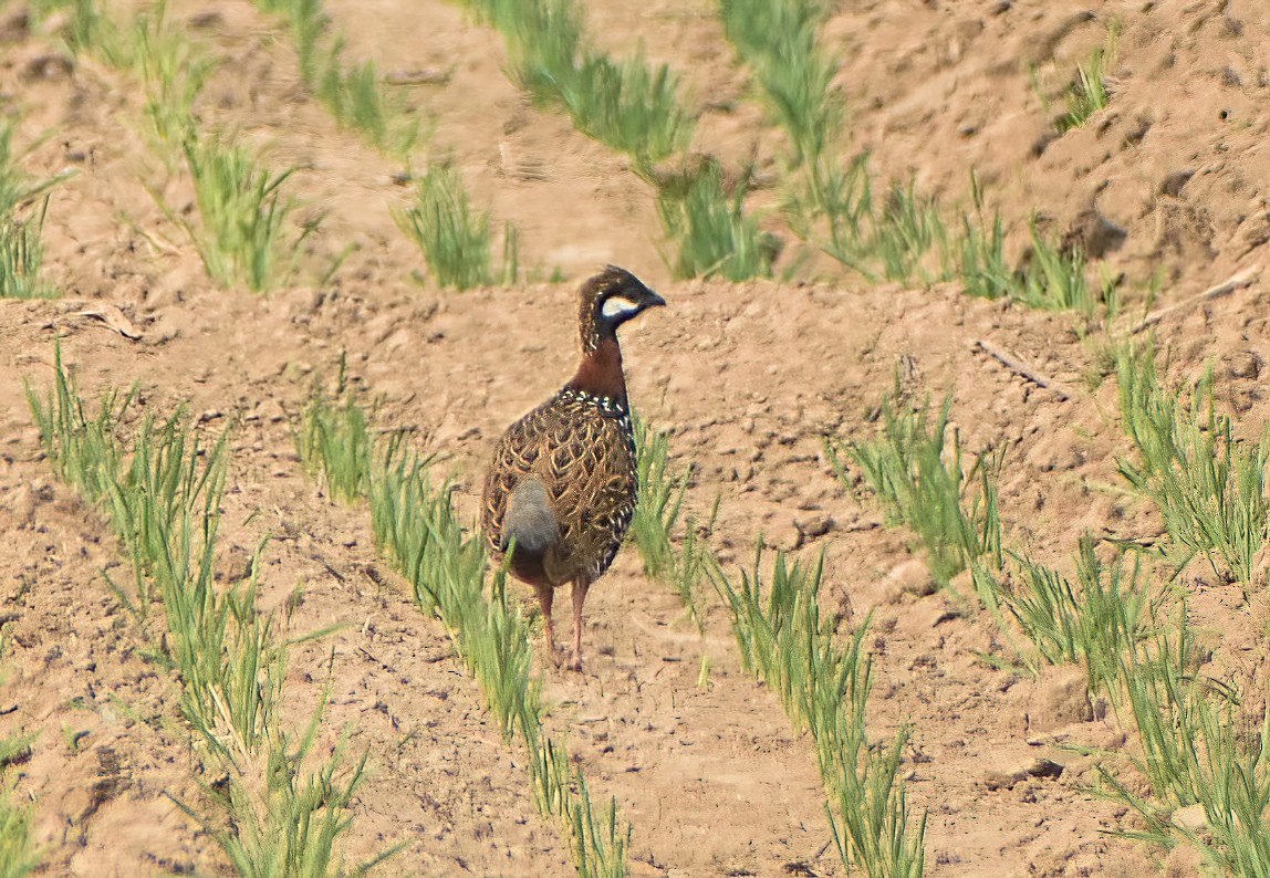 Black Francolin - ML645893524