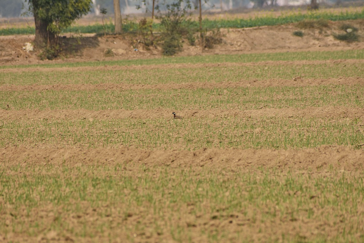 Black Francolin - ML645893525