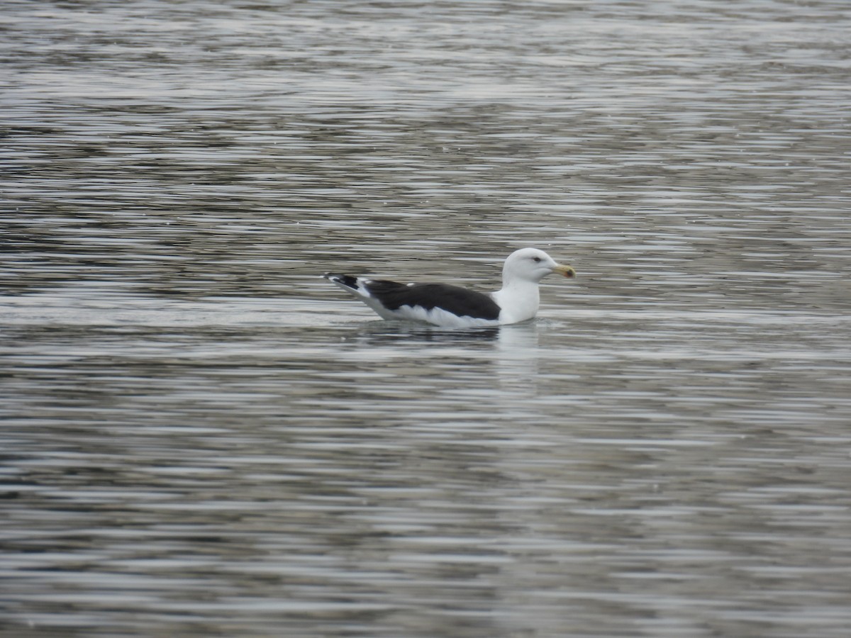Great Black-backed Gull - ML645893526