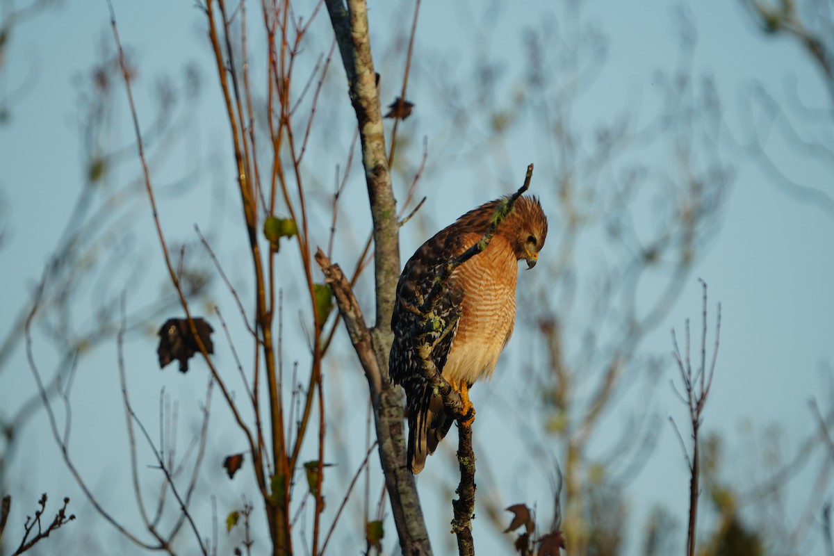 rødvingevåk - ML645893527