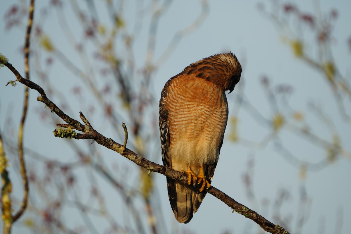 Red-shouldered Hawk - ML645893528