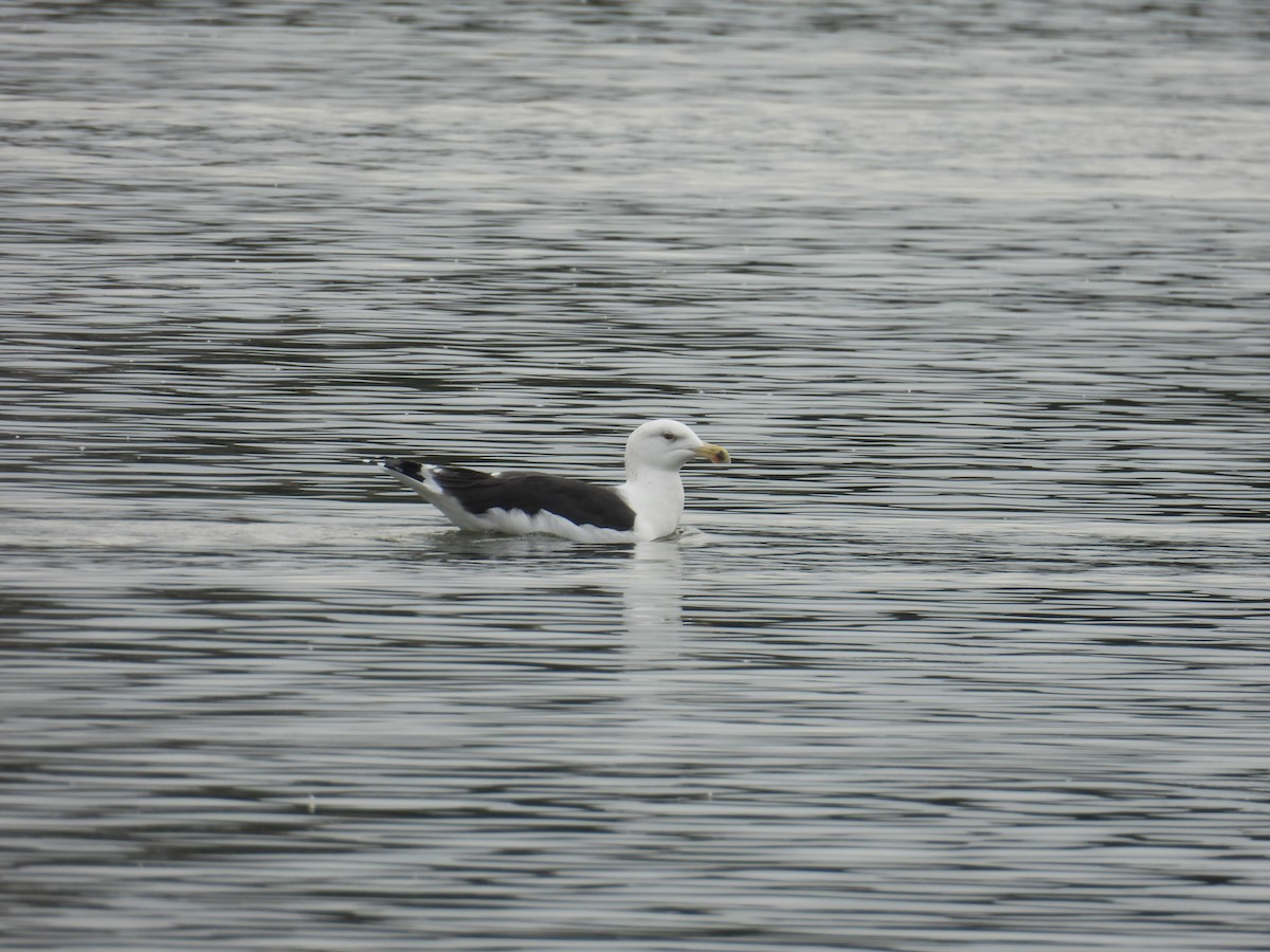 Great Black-backed Gull - ML645893530