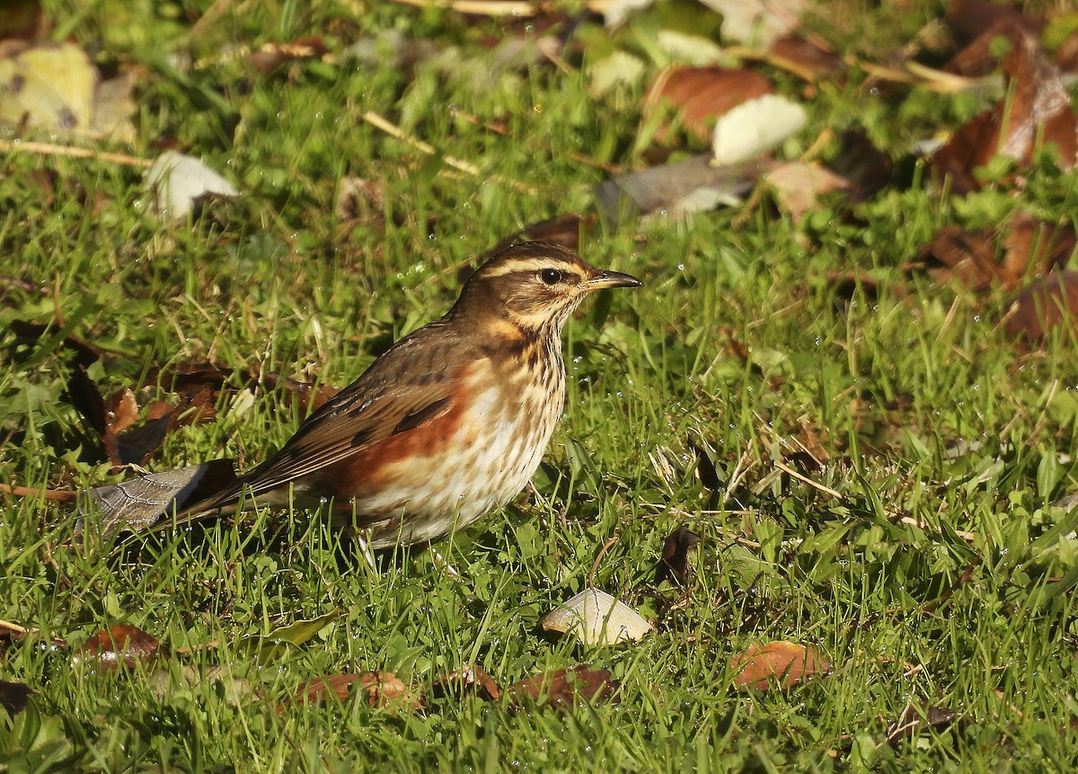 rødvingetrost - ML645893531