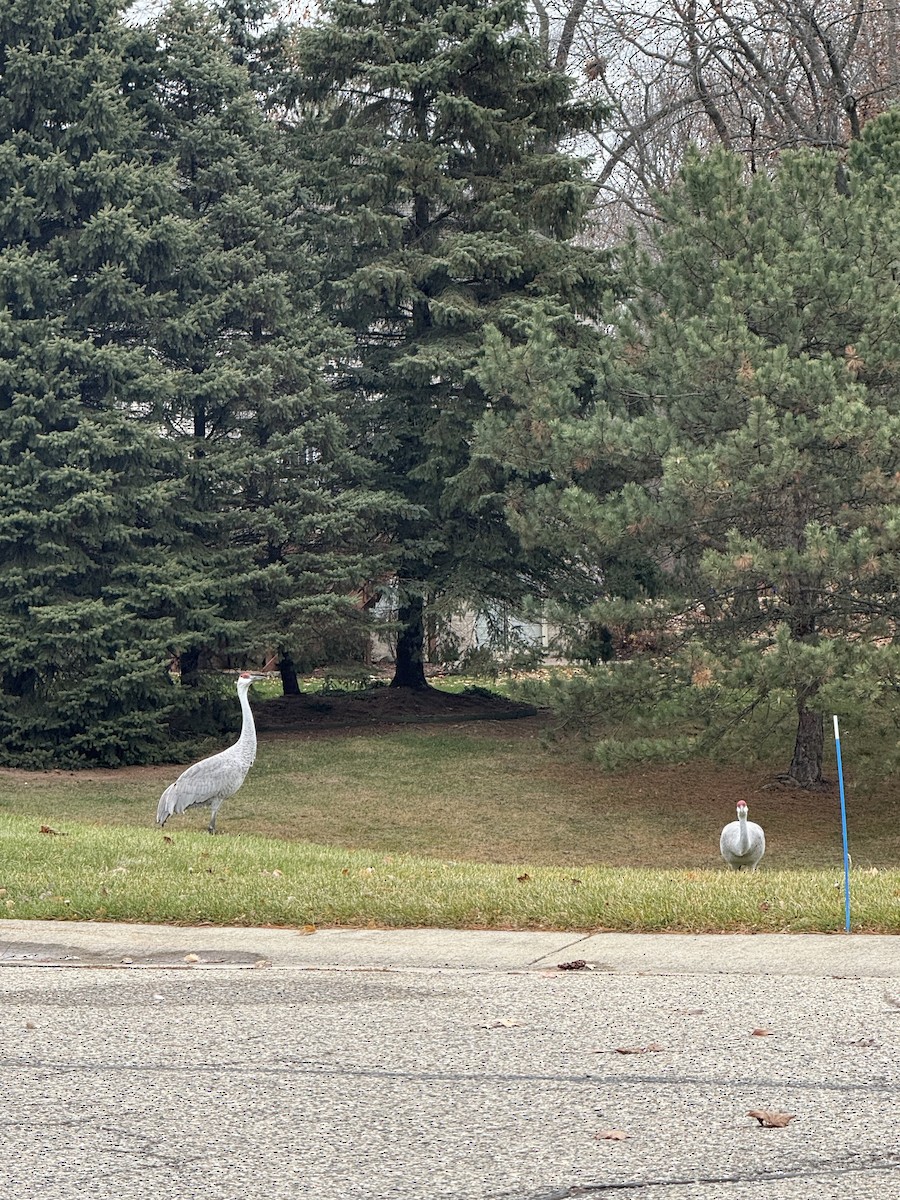 kanadatrane - ML645893532