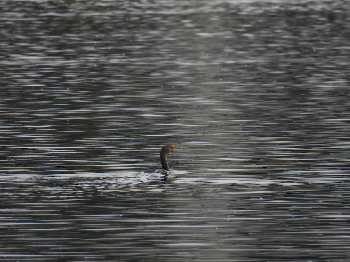 totoppskarv - ML645893533