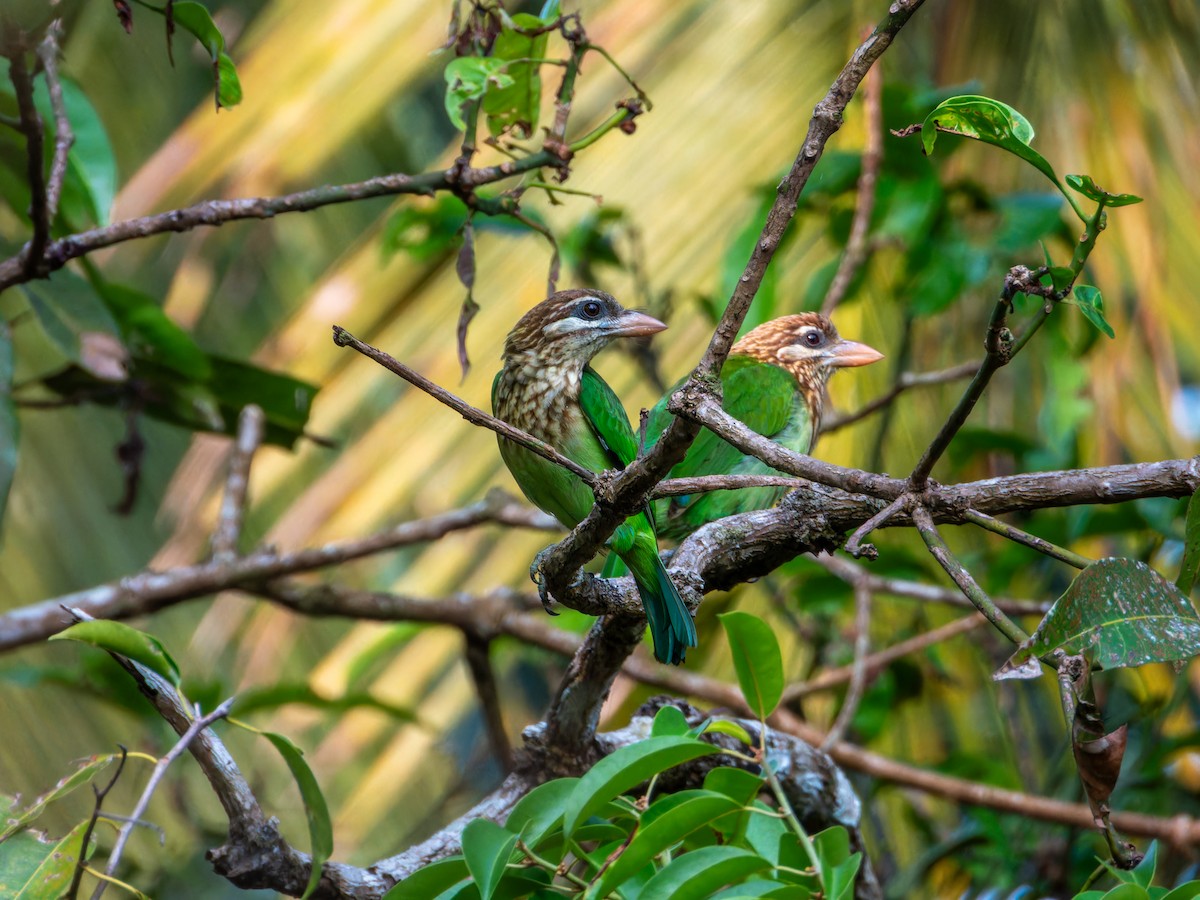 hvitkinnskjeggfugl - ML645893534