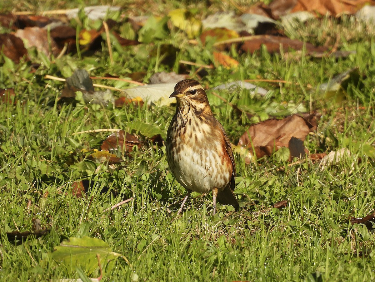 rødvingetrost - ML645893536