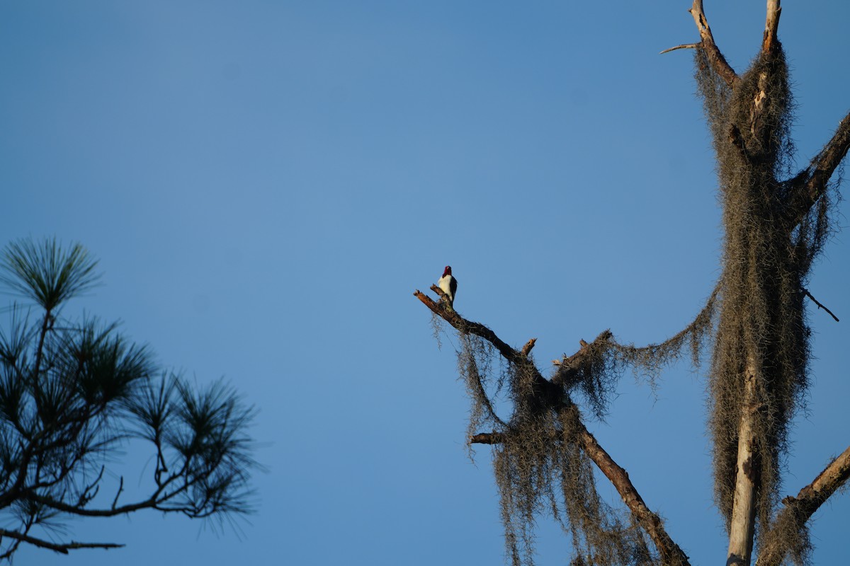 rødhodespett - ML645893538