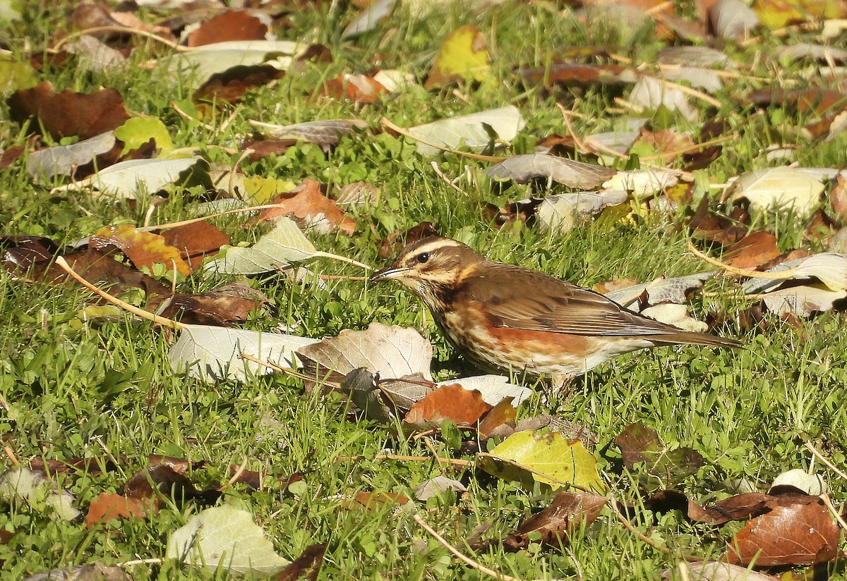 rødvingetrost - ML645893539