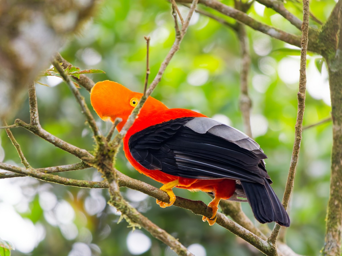 andesklippehane - ML645893540