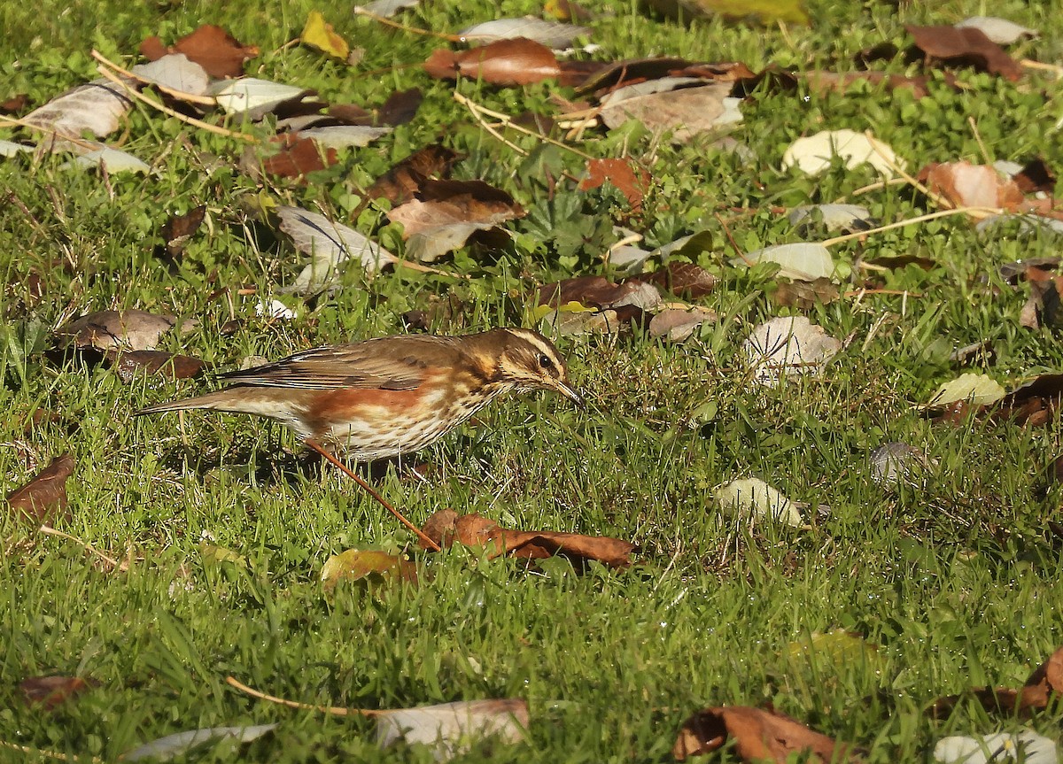 rødvingetrost - ML645893541