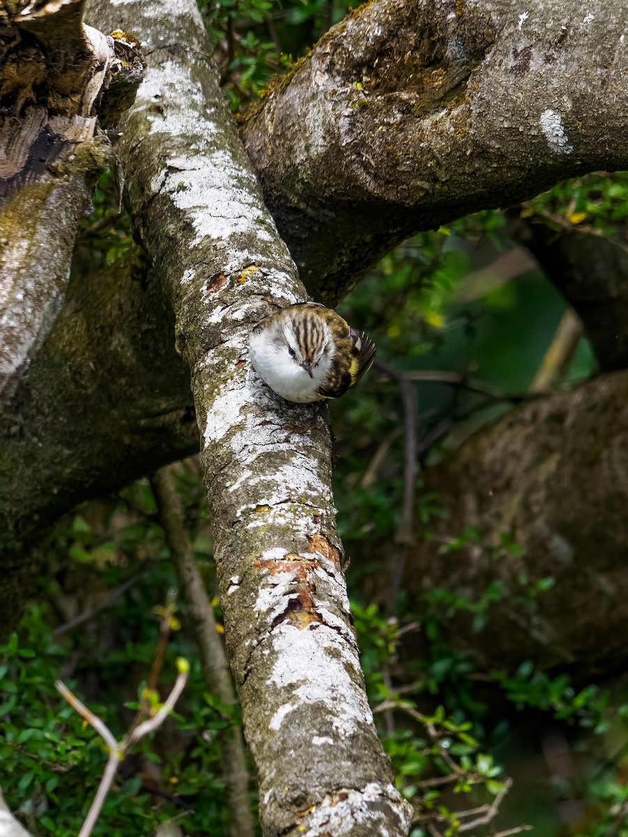 skogklatresmett - ML645893542