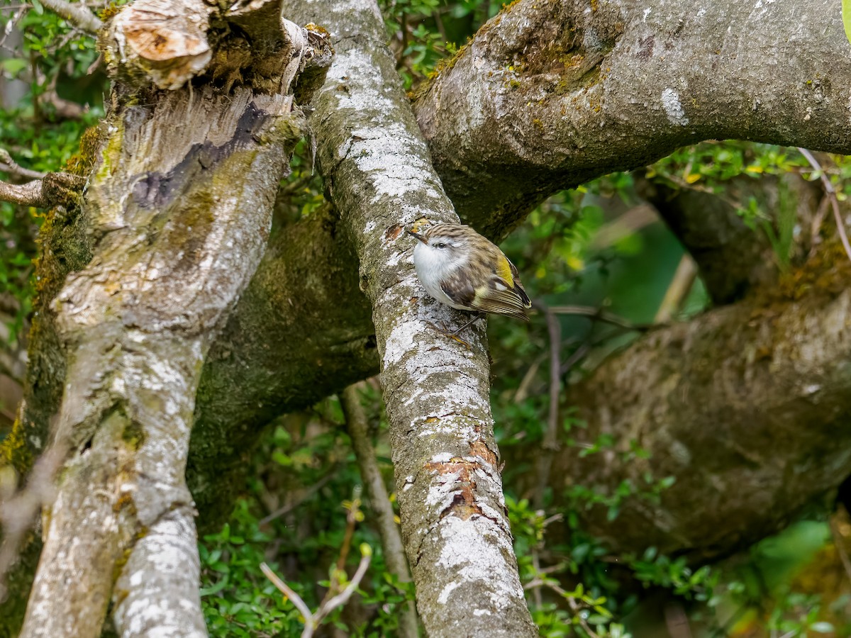 skogklatresmett - ML645893543