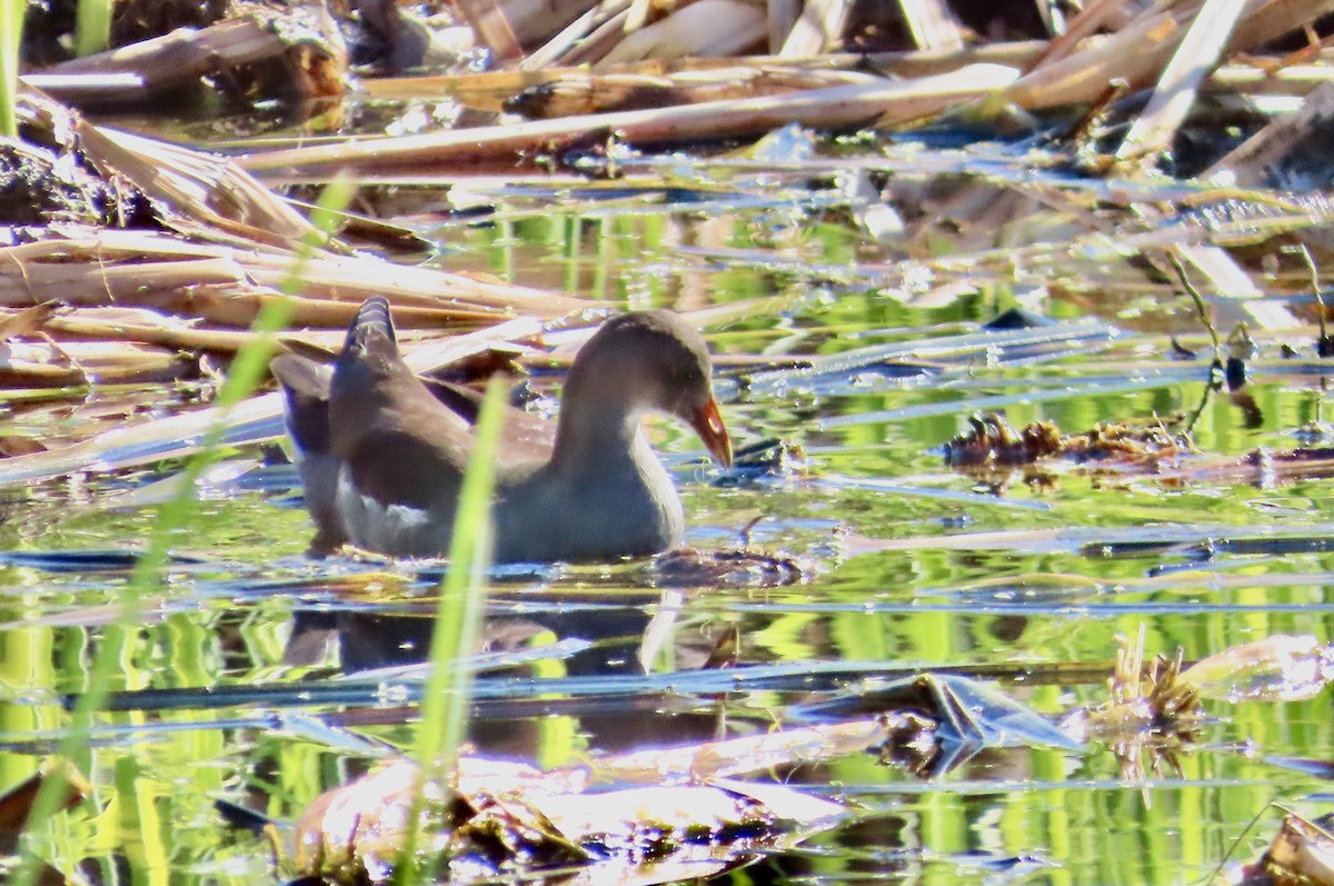 amerikasivhøne - ML645893544