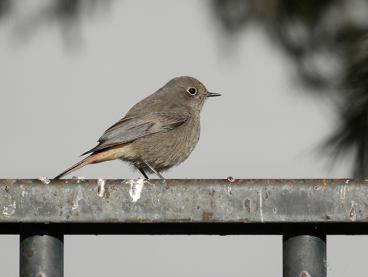 svartrødstjert - ML645893545