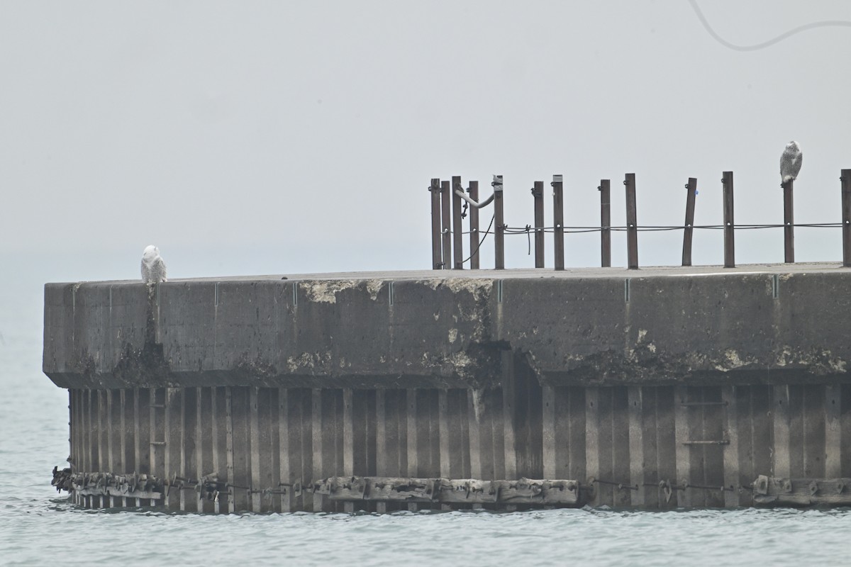 snøugle - ML645893546