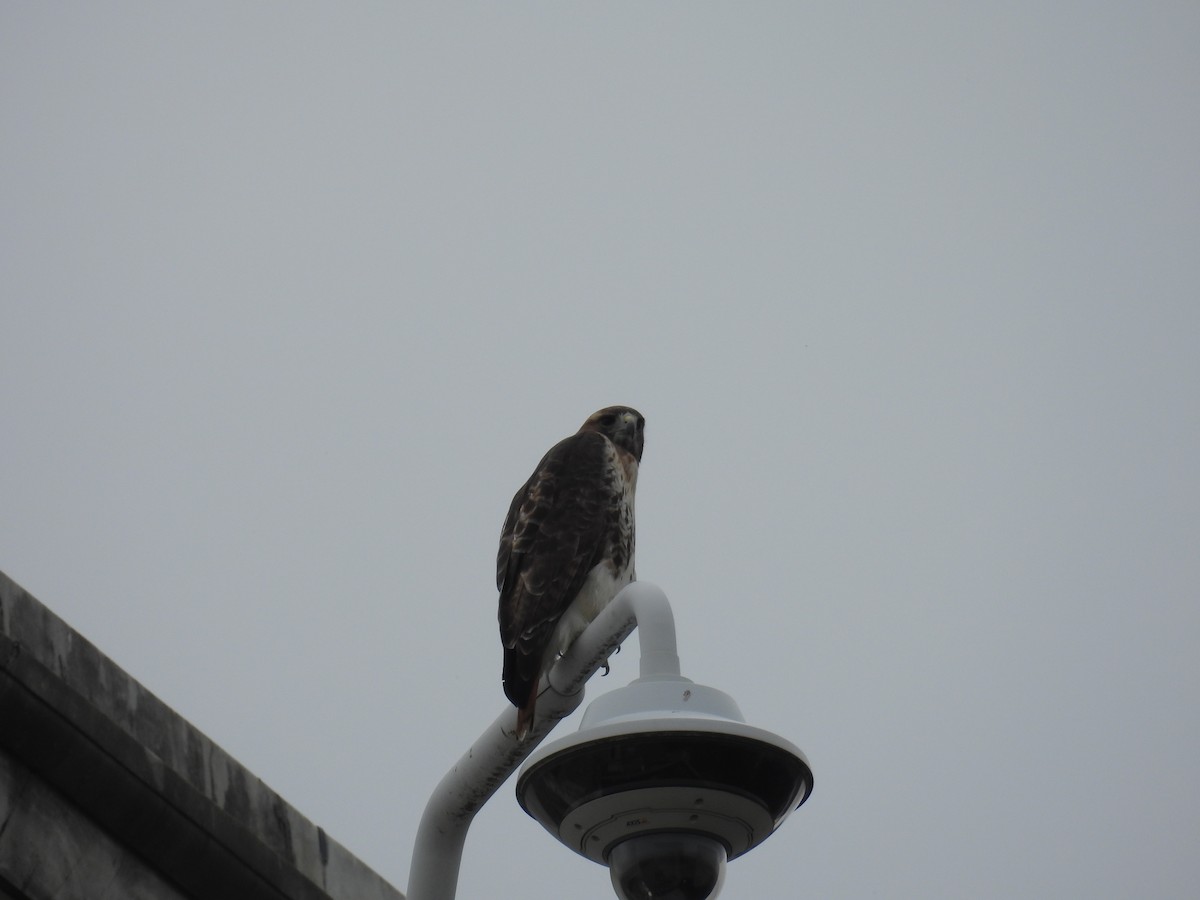 rødstjertvåk - ML645893547