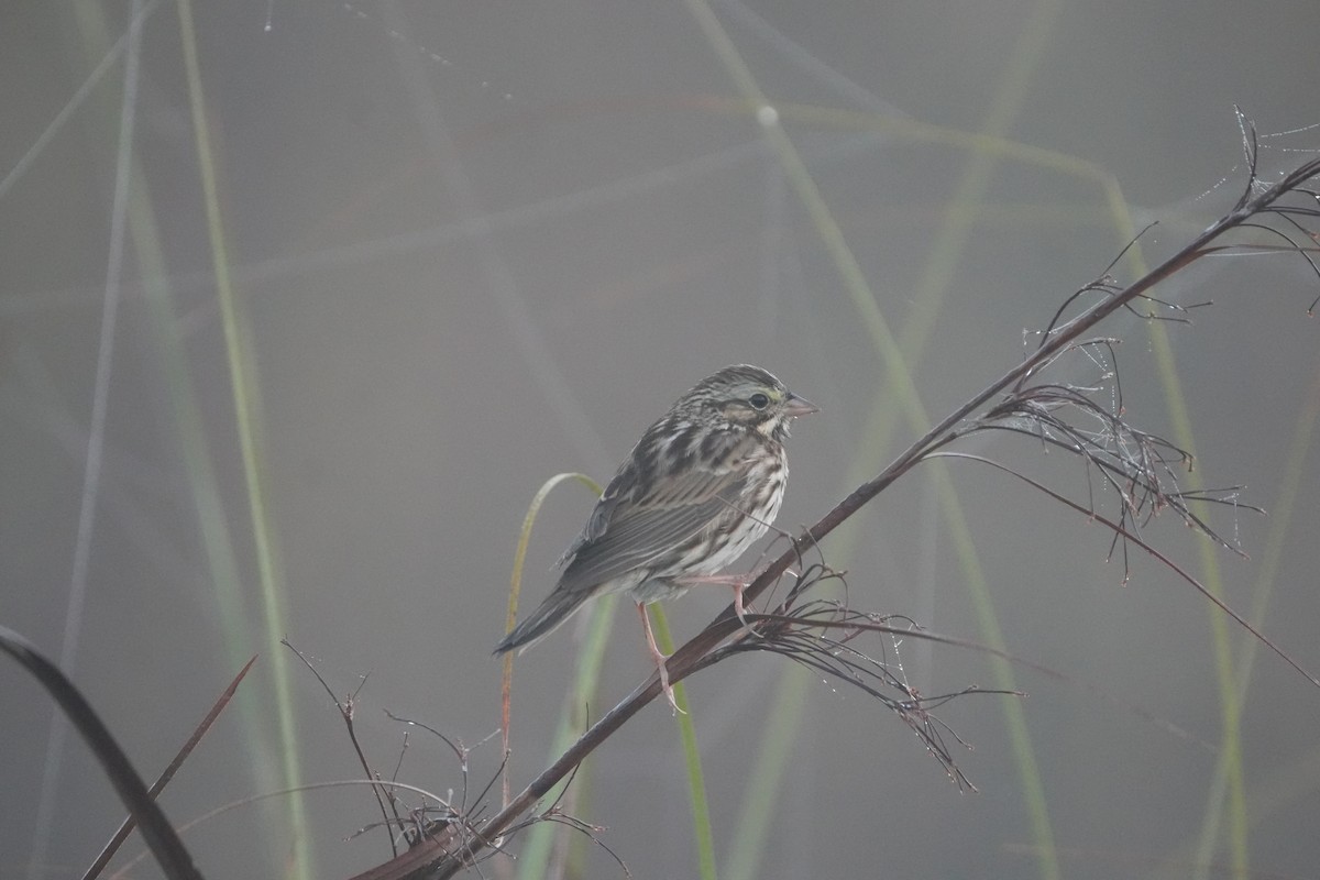 musespurv - ML645893560