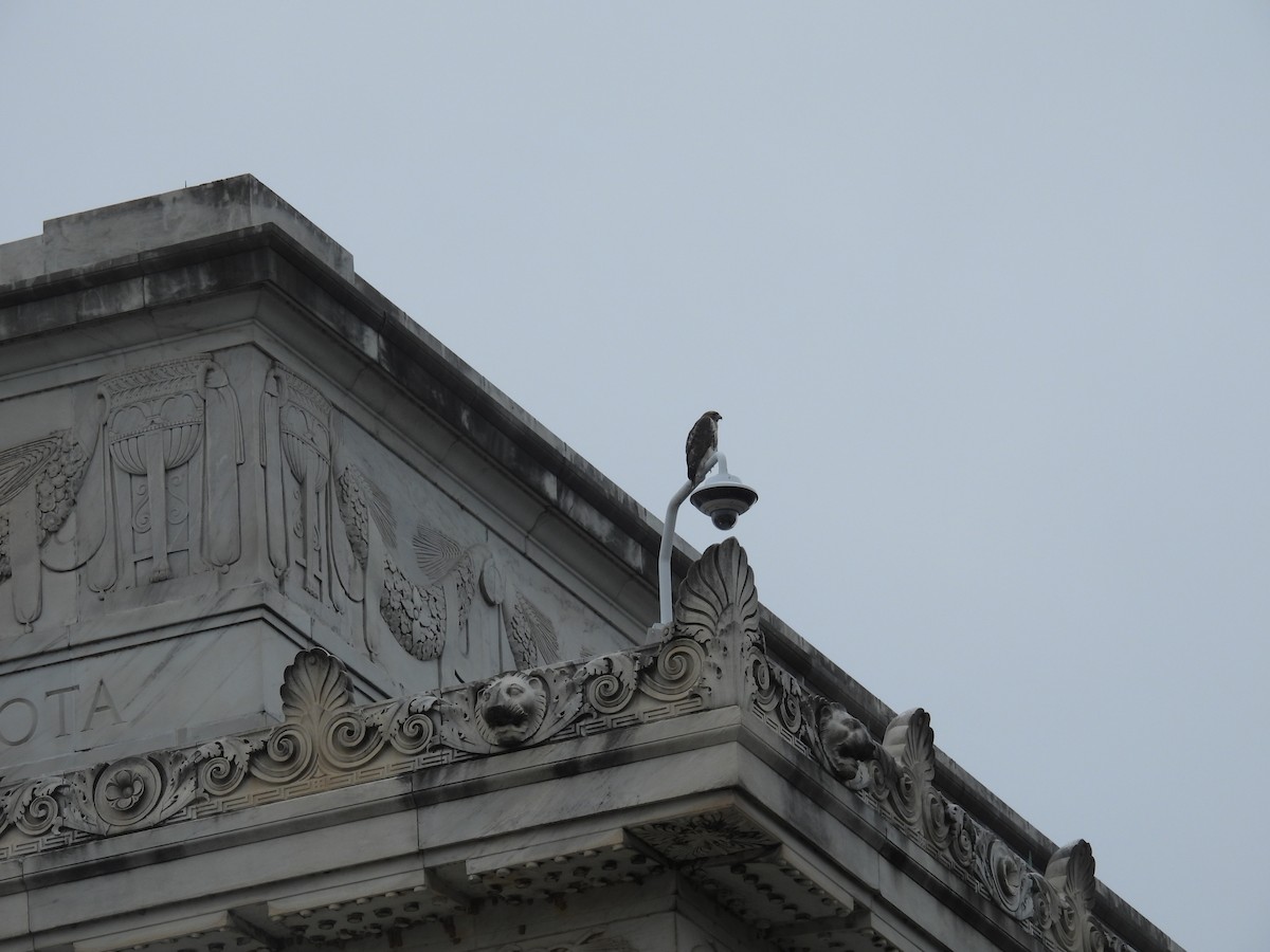 rødstjertvåk - ML645893561