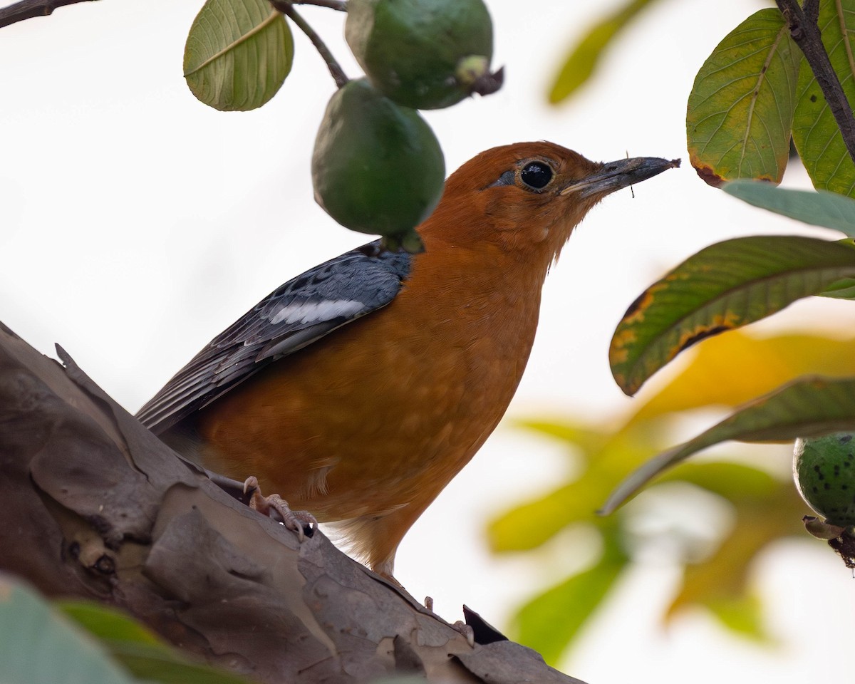 ravtrost - ML645893563